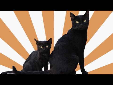 Why are black cats considered bad luck?