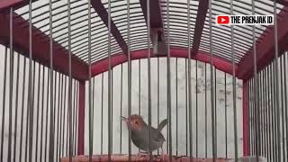 Download lagu 🔴 SUARA PIKAT PRENJAK KEPALA MERAH BETINA GACOR NGOTOT FULL NGETIR PEDES PERIH‼️#prenjakgacor mp3 Download lagu 🔴 SUARA PIKAT PRENJAK KEPALA MERAH BETINA GACOR NGOTOT FULL NGETIR PEDES PERIH‼️#prenjakgacor mp3