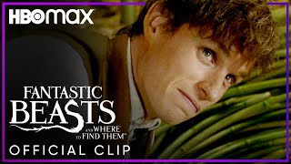 What's Really In Newt's Suitcase | Fantastic Beasts & Where To Find Them | HBO Max