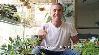עקרונות לגידול צמחי תבלין במרפסת (הדרכה מלאה 17 דקות כולל כתוביות)