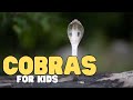 Cobras For Kids Learn All About These Fascinating Reptiles