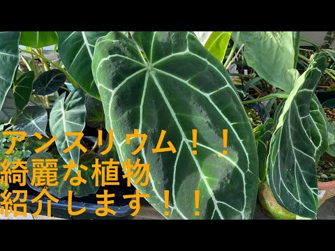 カトプシス・ベルテロニアナについて詳しく解説