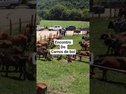 Encontro de carreiros Senador José Bento MG #encontrodecarrosdeboi #shorts #fazenda