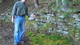 How to establish  a moss garden