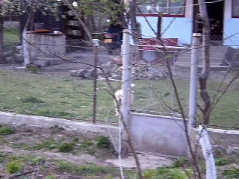 CORCOSEL   BRAD HUNEDOARA