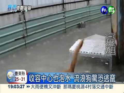 大雨猛下狗竄逃 隨處可見泡水車