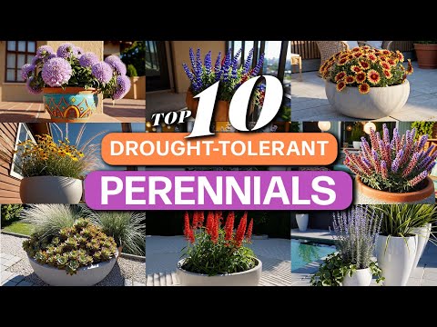 Top 10 Drought-Tolerant Perennials for Containers | Full Sun Favorites for Summer