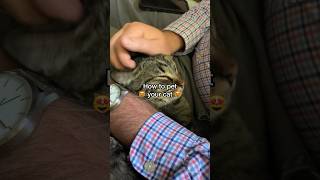 How to pet a cat (the RIGHT way!)