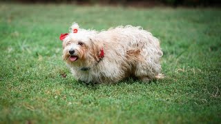 Havanese Puppy Potty Training: Tips and Techniques