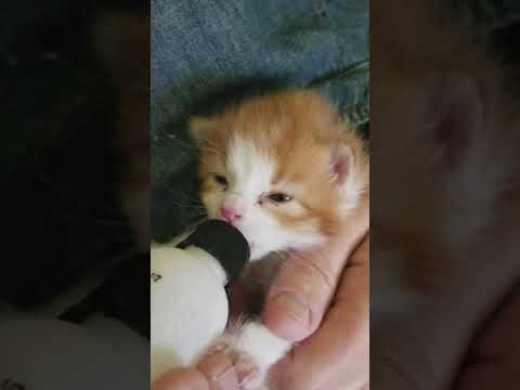 The other little kitten being bottle fed