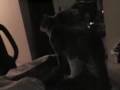 Cat Biting Arm