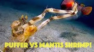 Puffer Fish vs Mantis Shrimp: Puffer Fish EXPLODES Underwater after ATTACK from Mantis Shrimp HD