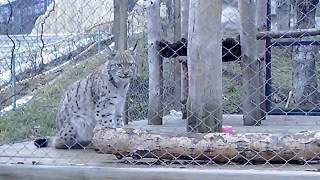 Lynx funny animals Рысь в зоопарке