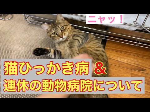 猫のひっかき傷から狂犬病が伝染するのでしょうか?