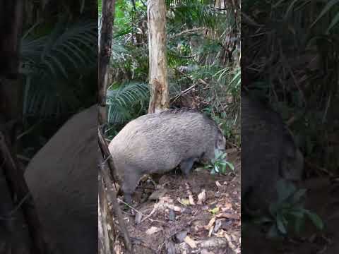 Huge Wild Boar the super digger /#Wild Boar #hiking