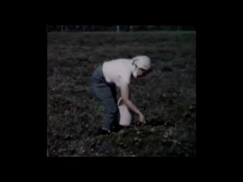 Hjortonplockning (inget ljud)