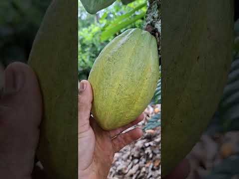 Cacau de ibirapitanga  BA