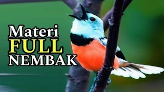 Download lagu DAHzYAT!! MASTERAN BURUNG LOMBA BIKIN MERINDING Pancingan Full TEMBAKAN RAPAT BONGKAR ISIAN PANJANG mp3
