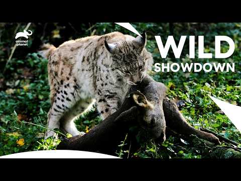 Wild Cat vs. Rabbit: Epic Iberian Lynx Hunt! | Wild Fighters | Animal Planet India