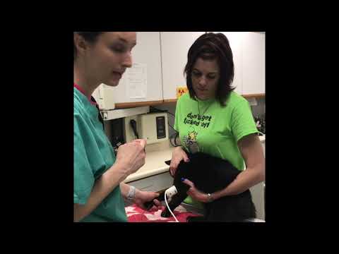 How do you check blood pressure in a cat? Why is this cat suddenly blind?