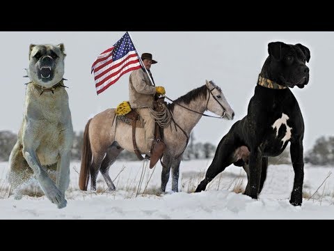 These Are 10 Truly American Dog Breeds