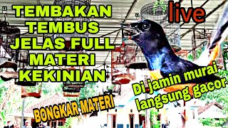Download lagu SIMULASI LOMBA MURAI BATU mp3