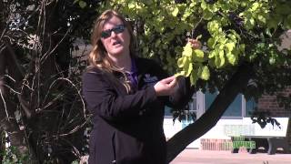 Green &amp; Growing - Iron Chlorosis