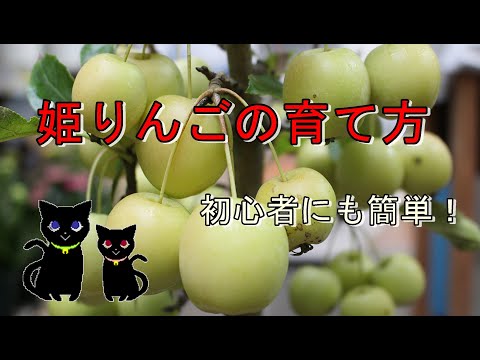 クラブアップル、ワイルドアップル 植物