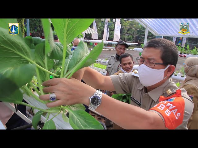 Walikota Panen Tanaman Sayuran di Jaksel Farm 
