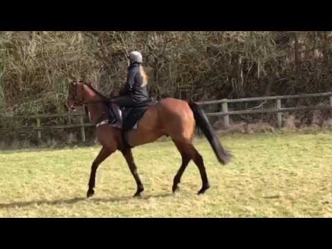 Any Currency prepares for the 2017 Glenfarclas Cross Country Chase