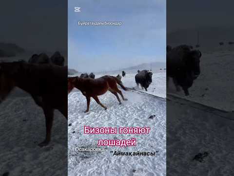 Американские бизоны прижились в Казахстане.