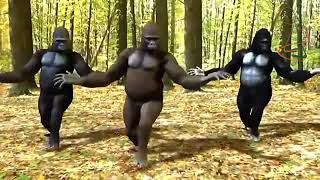 Dance monkey- tones and i - gorillas dancing - monkeys' dancing