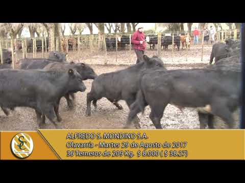 29-08-17 Venta de Machos - Alfredo S Mondino - Olavarria