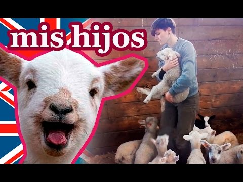 , title : 'Bebés de oveja beben leche. ¿Cómo cuidar a un ternero? Animales de granja.'