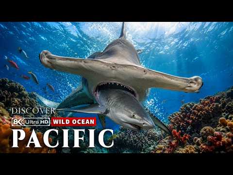 Wild Pacific - Server 2