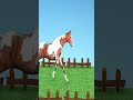 Cow Cartoon Video