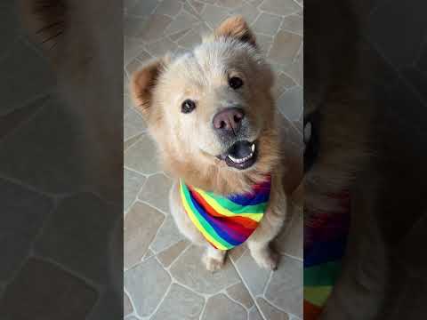 Ponpon Video Kapak