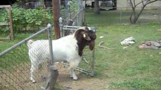 ME GETTING ATTACKED BY A GOAT!!!.."I almost died yall"