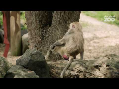 Zoo Tales - Ice blocks for baboons