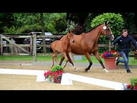 53. Hengst, geb. 09.05.2022 – V: Despacito M: Worldly – Prince Thatch xx