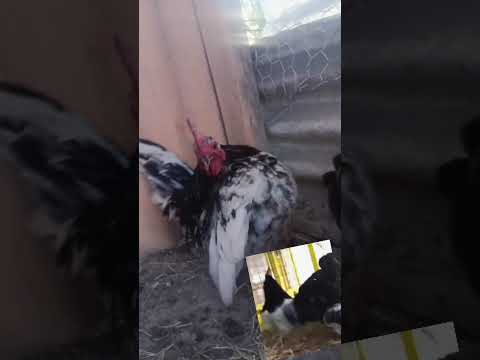 Facha, #seramas #juanbenedetti#gualeguaychú #entrerios #argentina