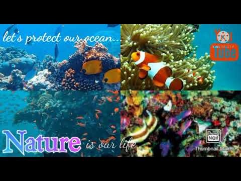 Nature 🐟 🐳☘️🍃🌊