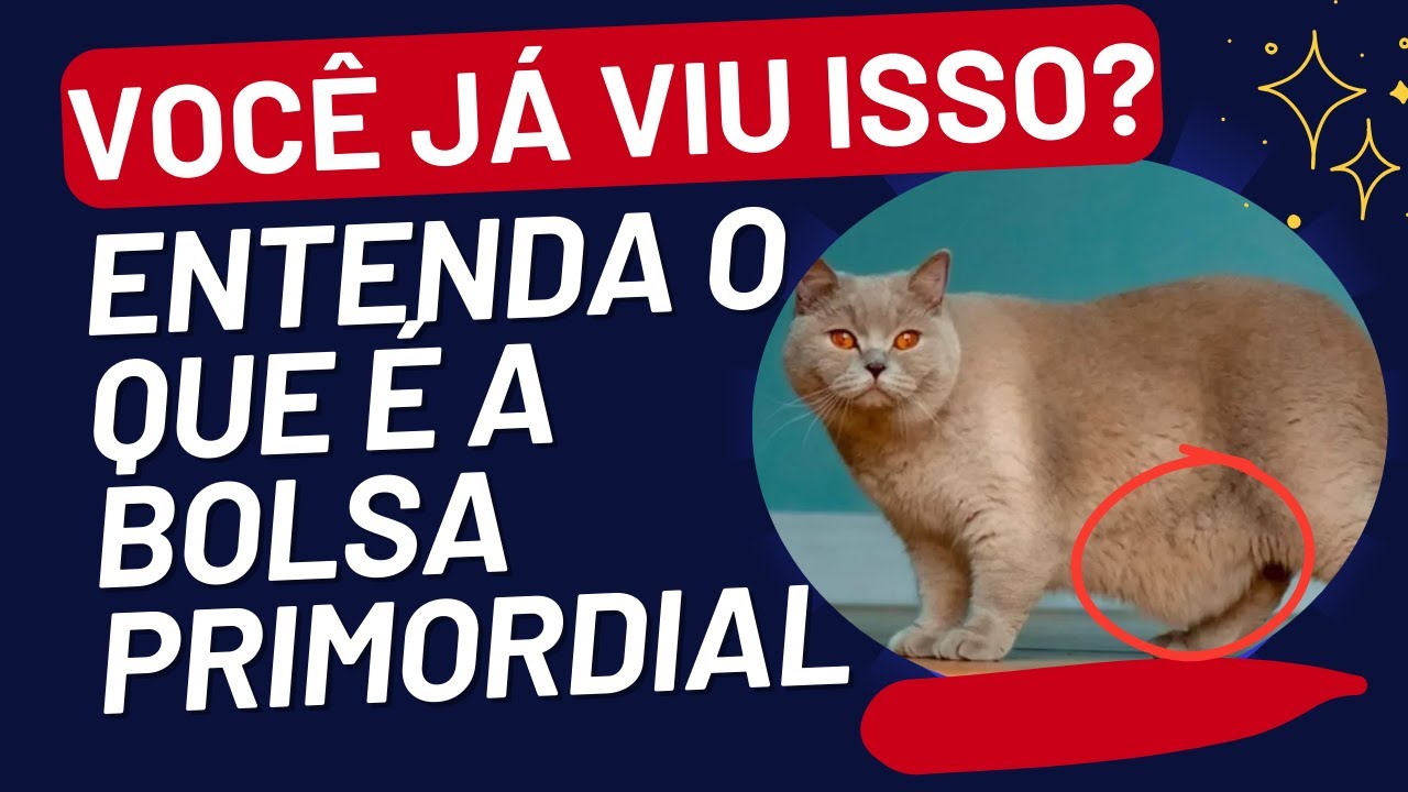 🙀 Gato com BARRIGA de Canguru? DESCUBRA a Função da Bolsa Primordial! 🤔