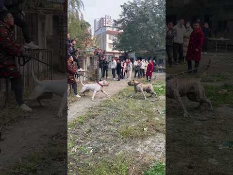 Dogo Argentino and Presa Canario face to face