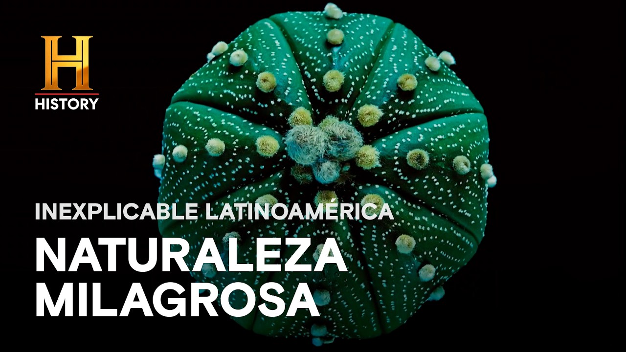 🍄 Naturaleza milagrosa: Eterna juventud y viajes temporales 🤯 Lo mejor de INEXPLICABLE LATINOAMÉRICA