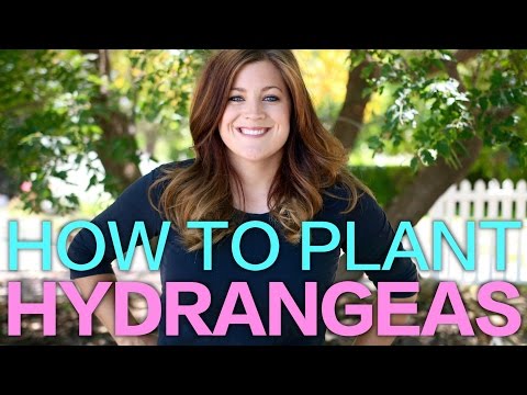 image-When should you plant a hydrangea bush?