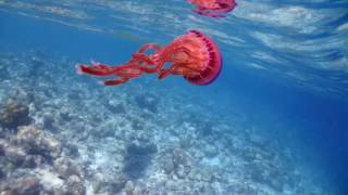 Memory of Hanhnammadhoo Maldive at Ocean beach inn