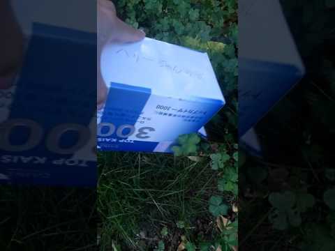 秋にハリネズミを引き付け、庭にいるときにハリネズミを保護するにはどうすればよいですか？  庭園