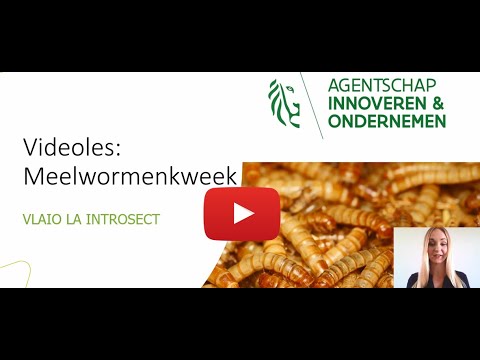 , title : 'Meelwormen kweken in de praktijk - les 6'