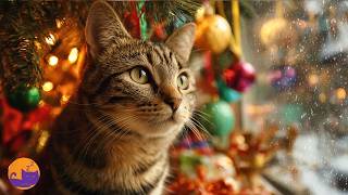 Quickly Calm Your Cat With Gentle Festive Lullabies ☃️❤️